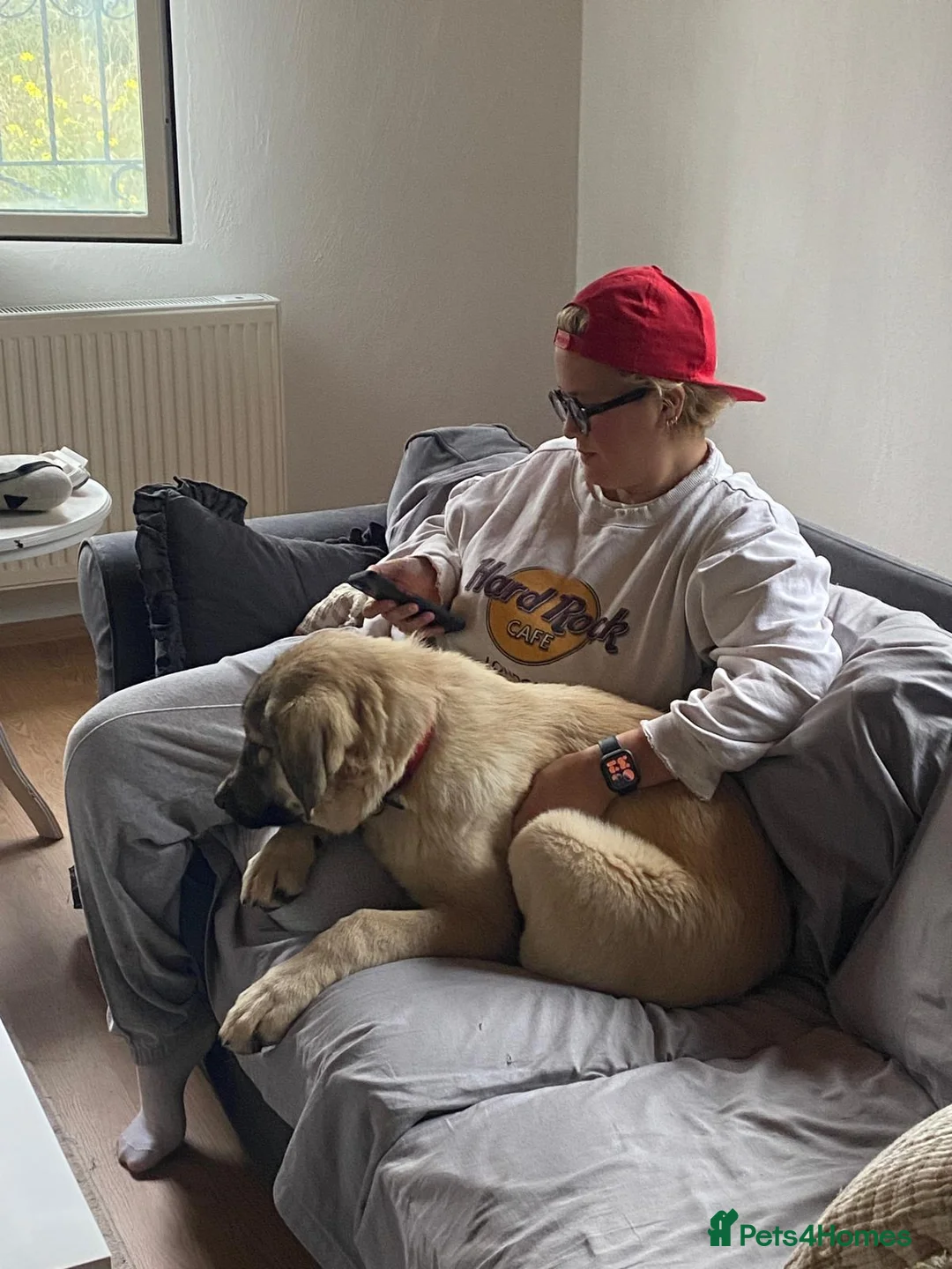 Anatolian Shepherd dogs for adoption: Hagrid – Smart & Loyal Lab Shepherd Mix Puppy - Advert 2