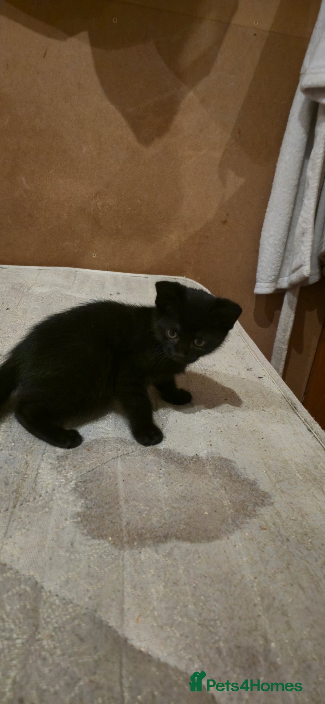 Mixed Breed cats for sale: 4 kittens left (microchipped) - Image 2