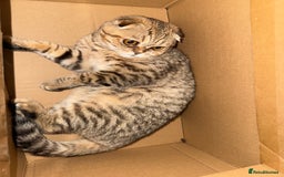 Scottish Fold cats for sale: Scottish fold boy  - Image 3