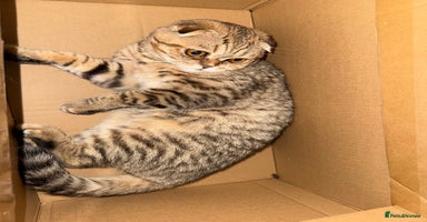 Scottish Fold cats - Advert 3