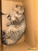 Scottish Fold cats - Advert 8