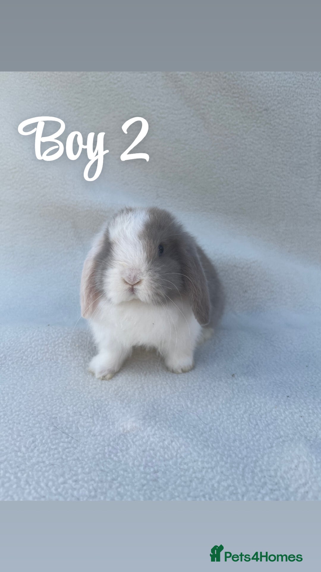 Mini Lop rabbits for sale: Gorgeous pure bred mini lops  - Advert 6