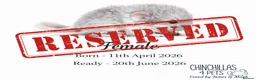 Chinchilla rodents for sale: Chinchilla Kits For Sale  - Advert 10