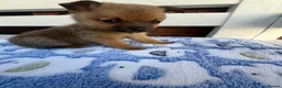Mixed Breed dogs for sale: Adorable Jack-A-Pom Boy-Ready for His Forever Home - Advert 4