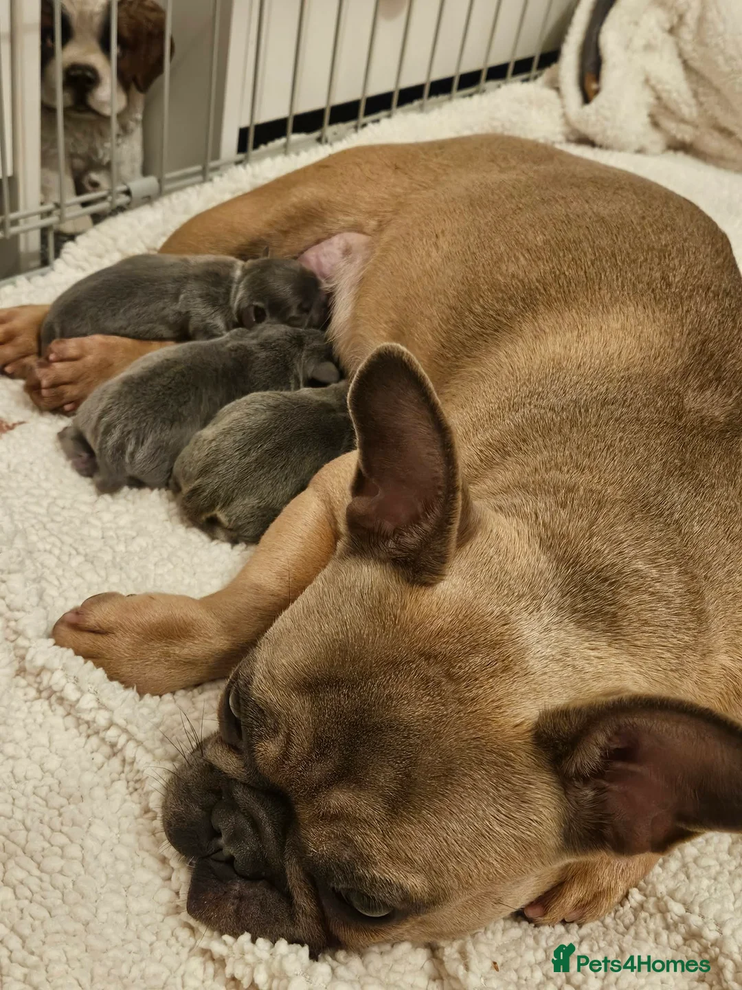 Frug dogs for sale: 1 Male Frug Puppy - Advert 1