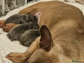 Frug dogs 1 Male Frug Puppy - Advert 4