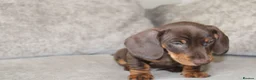Miniature Dachshund dogs for sale: Miniature dachshund boy - Advert 6