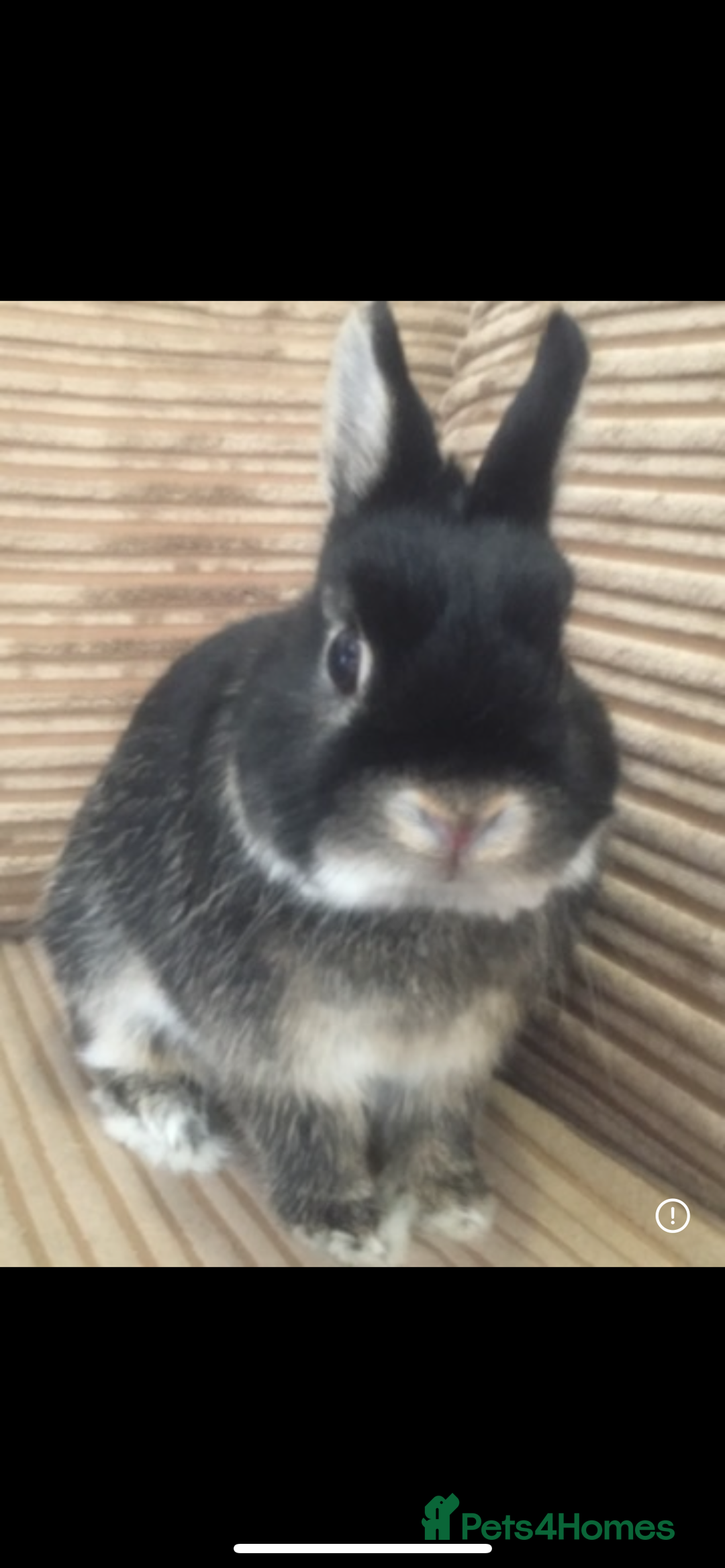 Netherland Dwarf rabbits for sale: Foster bunny up for rehoming  - Image 2