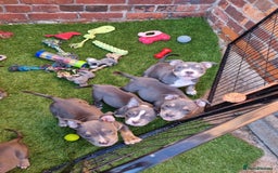 American Bully dogs for sale: Blue & lilac tri pocket bully’s  - Image 18