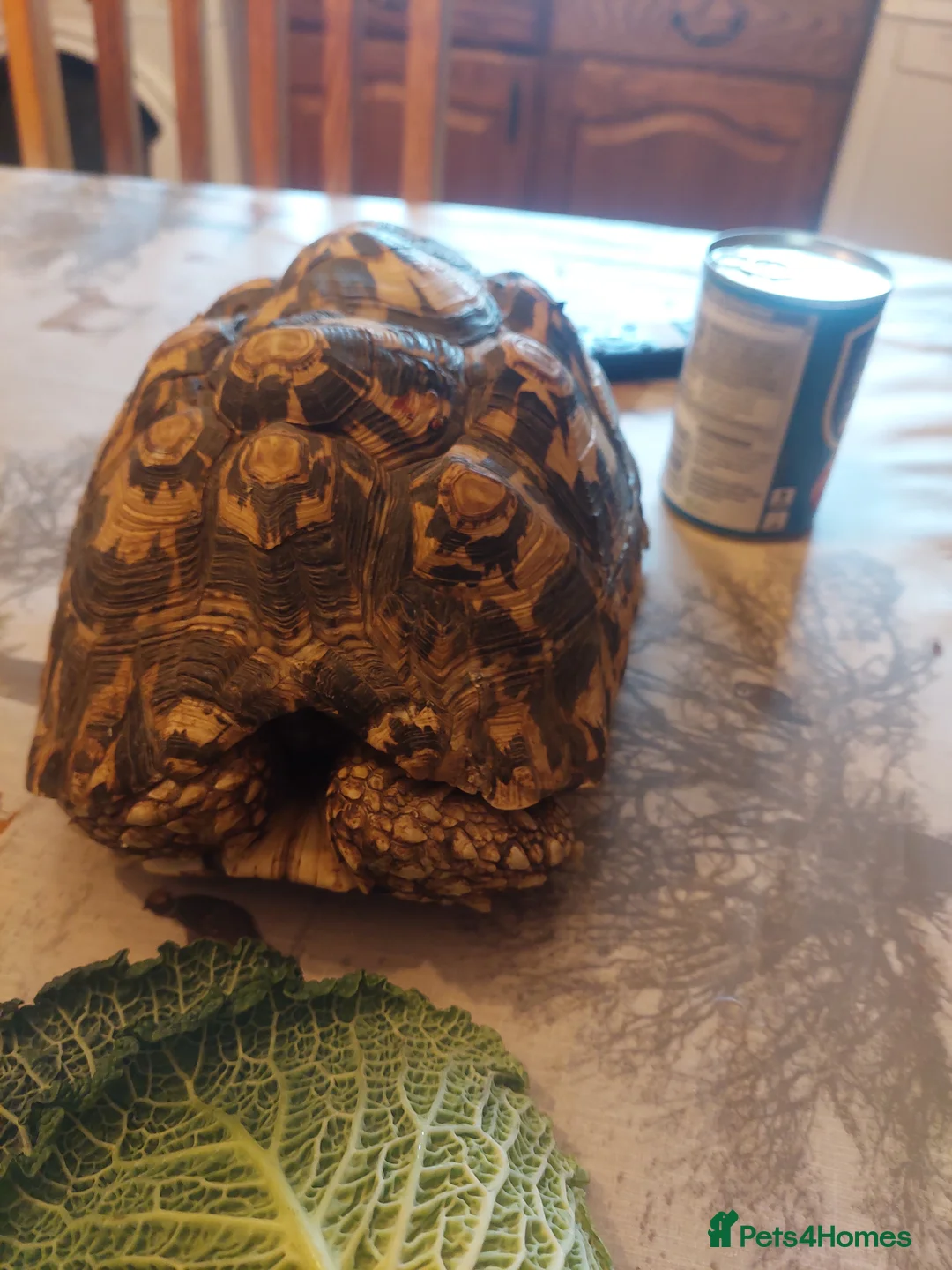 Tortoise reptiles for sale: Large Leopard Female - Advert 3