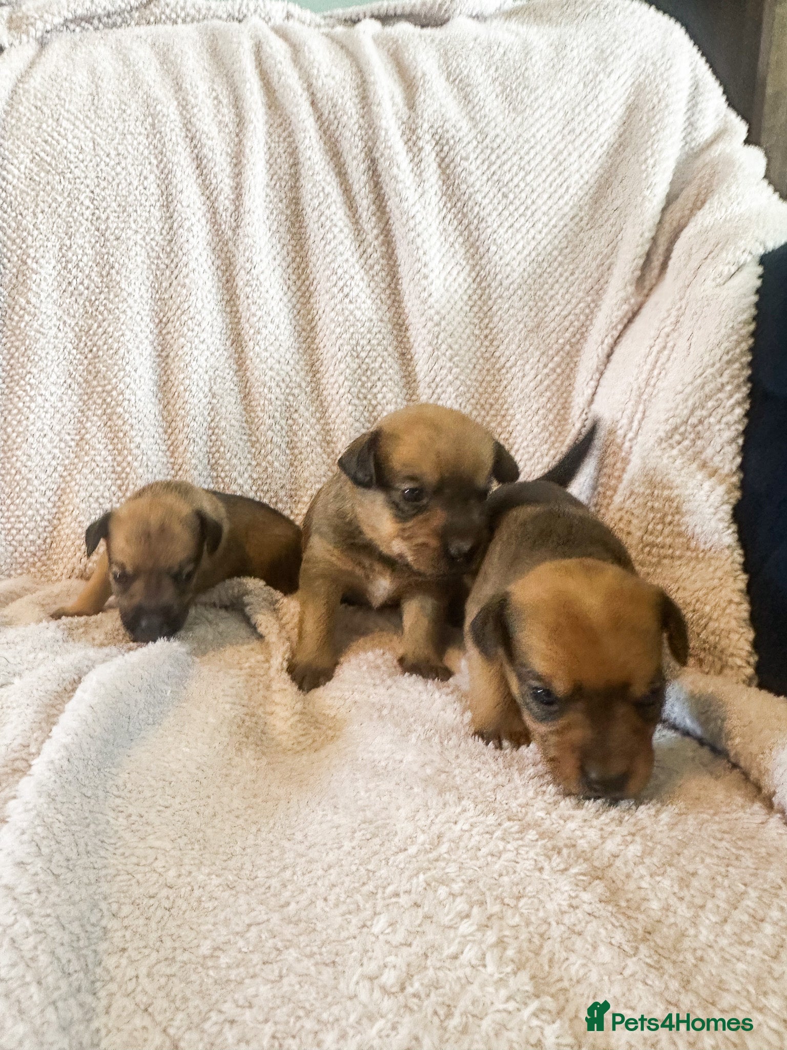 Mixed Breed dogs for sale: Patterdale X Lakeland Puppies for Sale in Letchworth Garden City - Advert 19