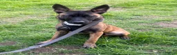Belgian Shepherd Dog dogs for sale: Female Belgian Shepherd Puppy for sale in Rochester - Advert 4