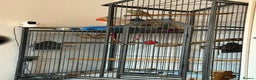 Cockatoo birds for sale: Two hand tame kakarikis bonded pair - Advert 6