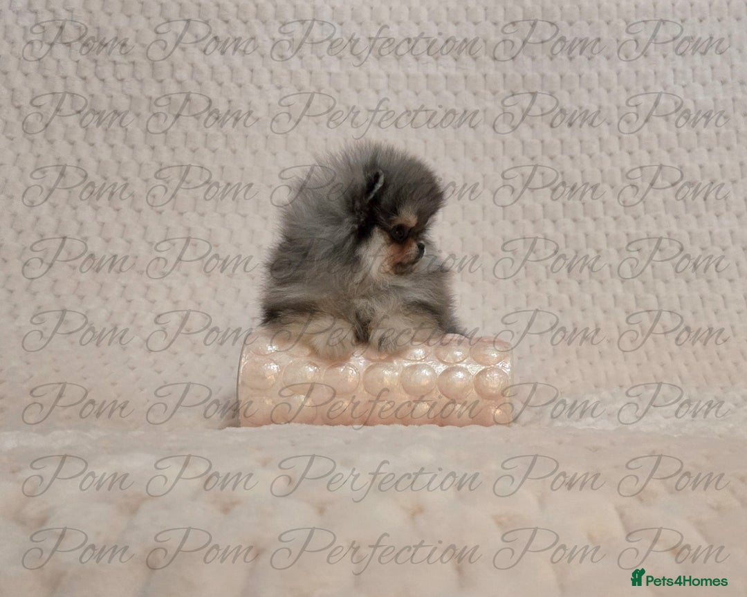 Pomeranian dogs for sale: Magical Teddy Bear Pomeranian Puppies  - Advert 3