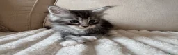 Ragcoon cats for sale: 8 gorgeous Mainecoon x ragdoll babies  - Advert 21