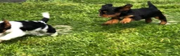 Cavalier King Charles Spaniel dogs for sale: Cavalier King Charles puppies  in Warrington - Advert 27