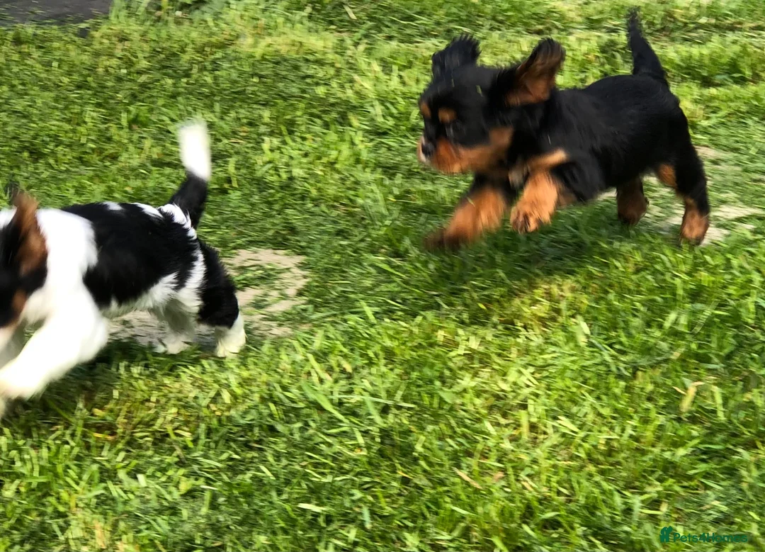 Cavalier King Charles Spaniel dogs for sale: Cavalier King Charles puppies  in Warrington - Advert 27