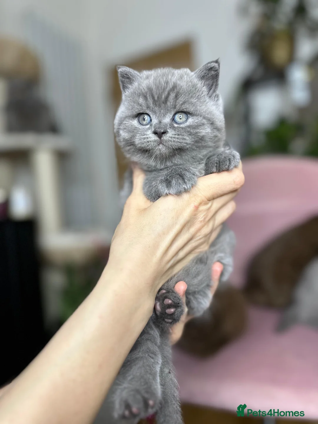 British Shorthair cats for sale: Adorable British Shorthair Kittens for Sale in Lincoln - Advert 33