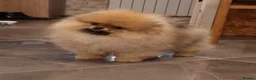 Pomeranian dogs for sale: Beautiful Tea-cup Pomeranian for sale in Bishop's Stortford - Advert 5