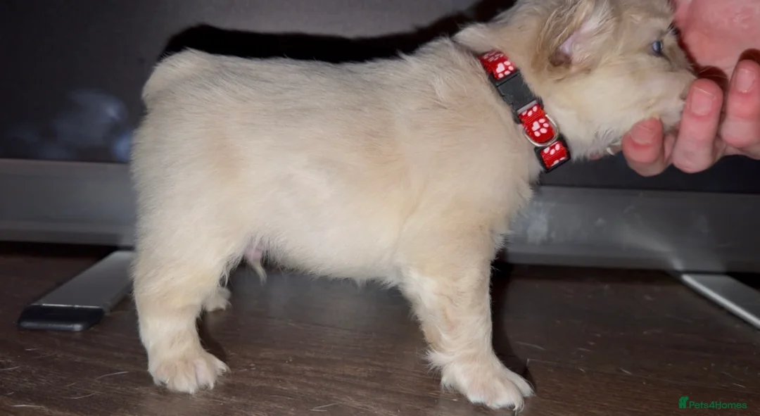 French Bulldog dogs for sale: Top quality fluffy Frenchbulldogs - Advert 8