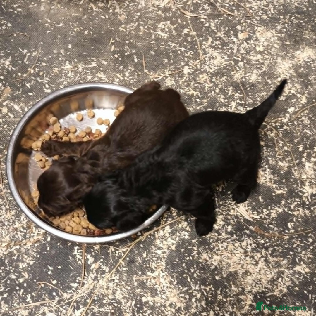 Cockapoo dogs for sale: 2 LITTLE COCKAPOO GIRLS LOOKING FOR NEW HOMES - Advert 6