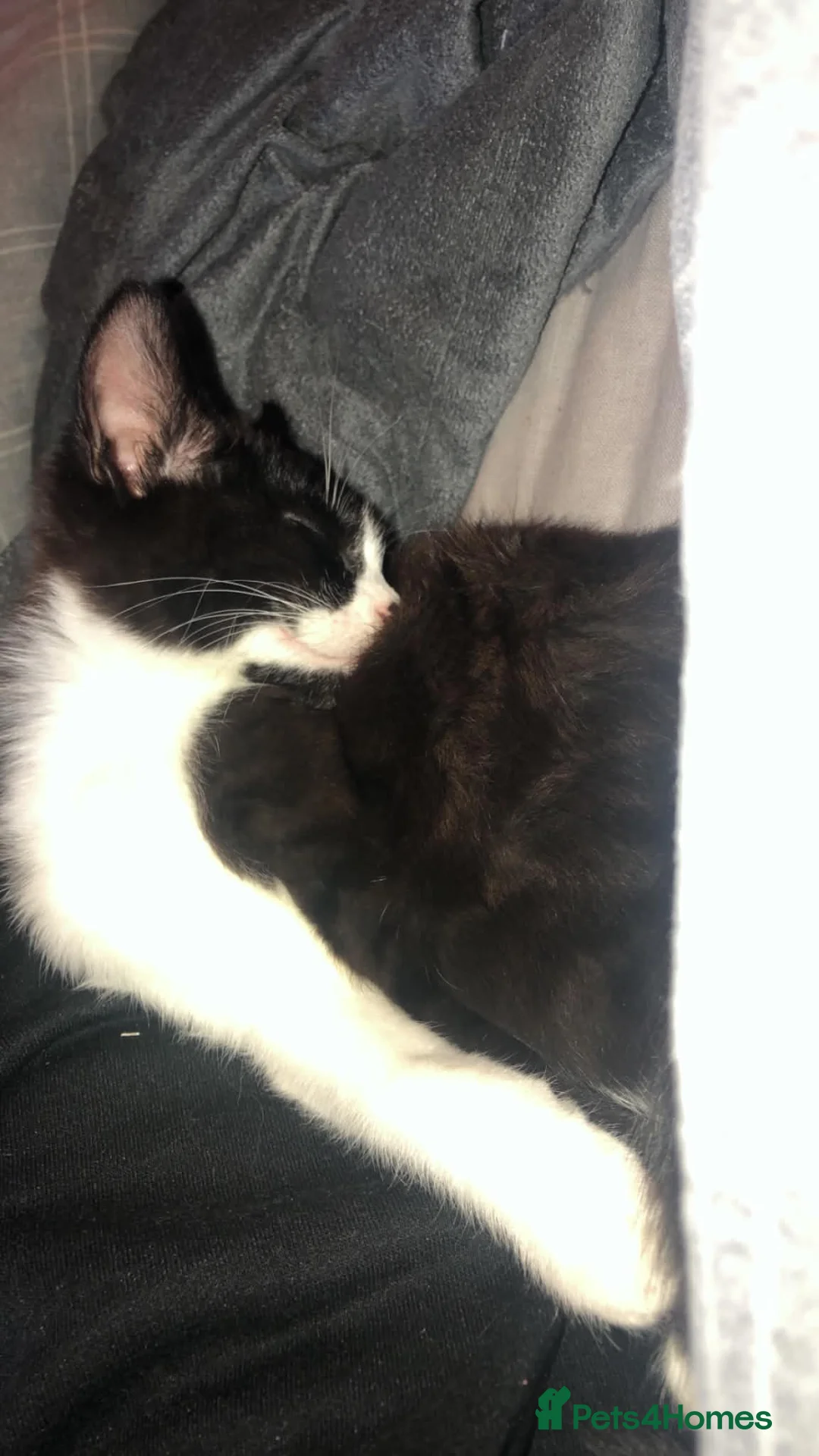 Mixed Breed cats for sale: ✨ Beautiful black & white kitten ✨ - Advert 2