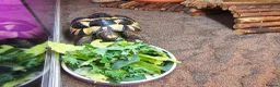 Tortoise reptiles for sale: Spur-thighted tortoise and full set up  - Advert 7