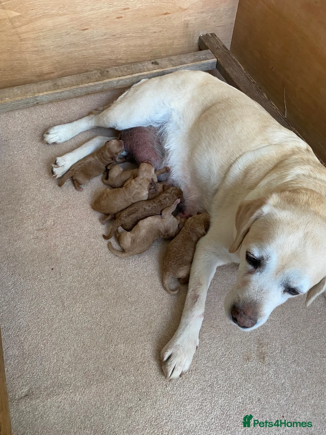 Labradoodle dogs for sale: Miniature Red Labradoodles - Advert 2