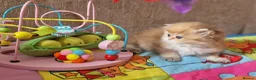 British Longhair cats for sale: 💖 Golden British Medium/Longhair Girl 💖 - Advert 3