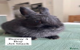 Netherland Dwarf rabbits for sale: Netherland Dwarf Bunnies available 17/06/2025 in Leatherhead - Image 11