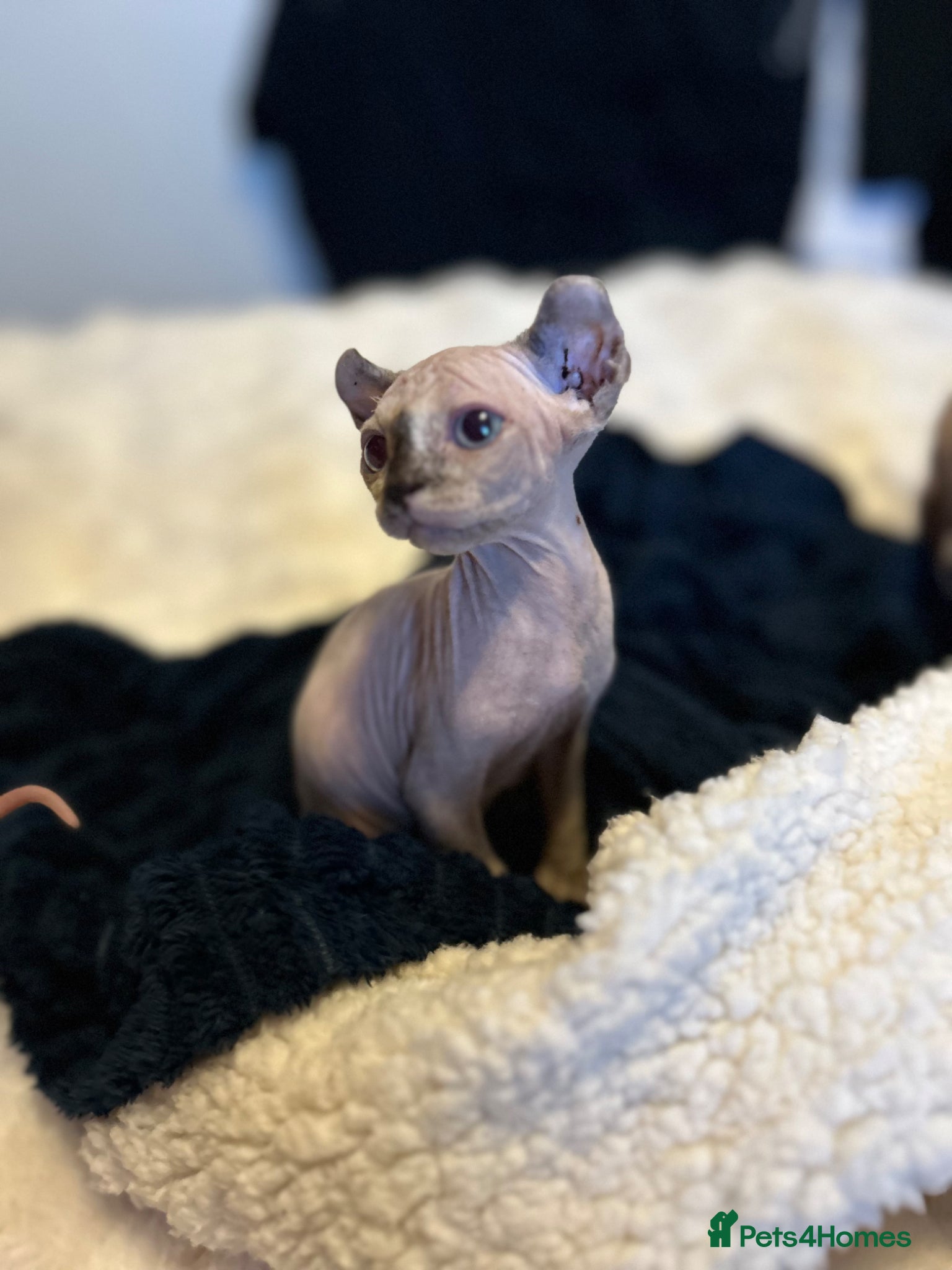 Sphynx cats Six gorgeous sphinx for sale  - Advert 2