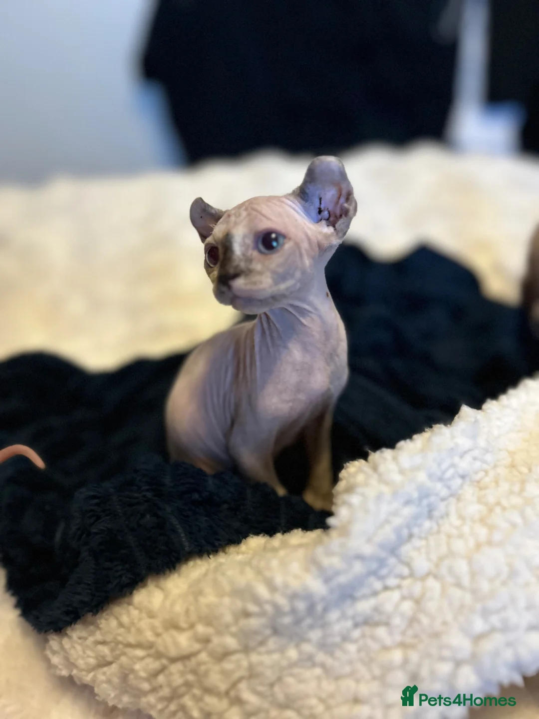 Sphynx cats for sale: Six gorgeous sphinx for sale  - Advert 2