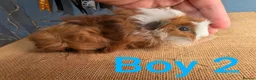 Guinea Pig rodents for sale: Funky breed baby guinea pigs  in Washington - Advert 19