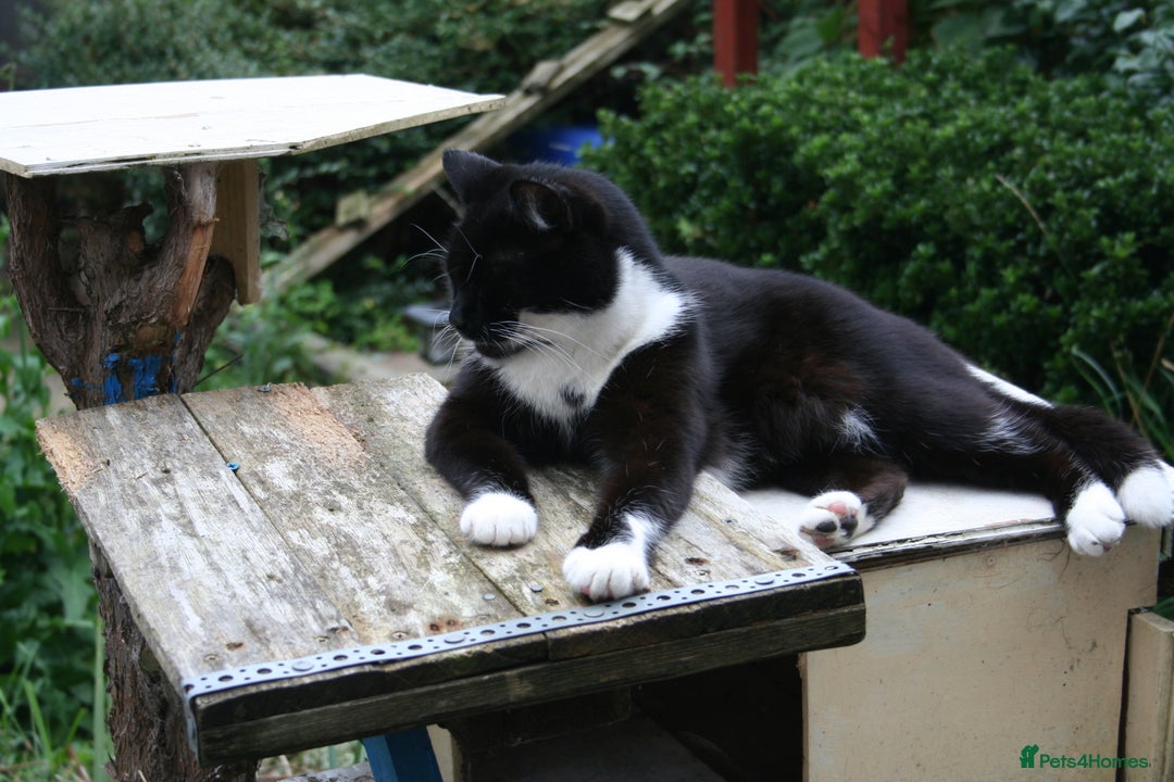 Mixed Breed cats for sale: Ideal Companion cat looking for forever home - Image 2