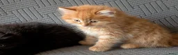 British Shorthair cats for sale: 4 Beautiful loving adorable kittens  - Advert 6