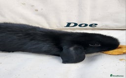 Mini Lop rabbits for sale:  Adorable Baby Rabbits Ready for Loving Homes  - Advert 2