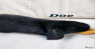 Mini Lop rabbits  Adorable Baby Rabbits Ready for Loving Homes  - Advert 4