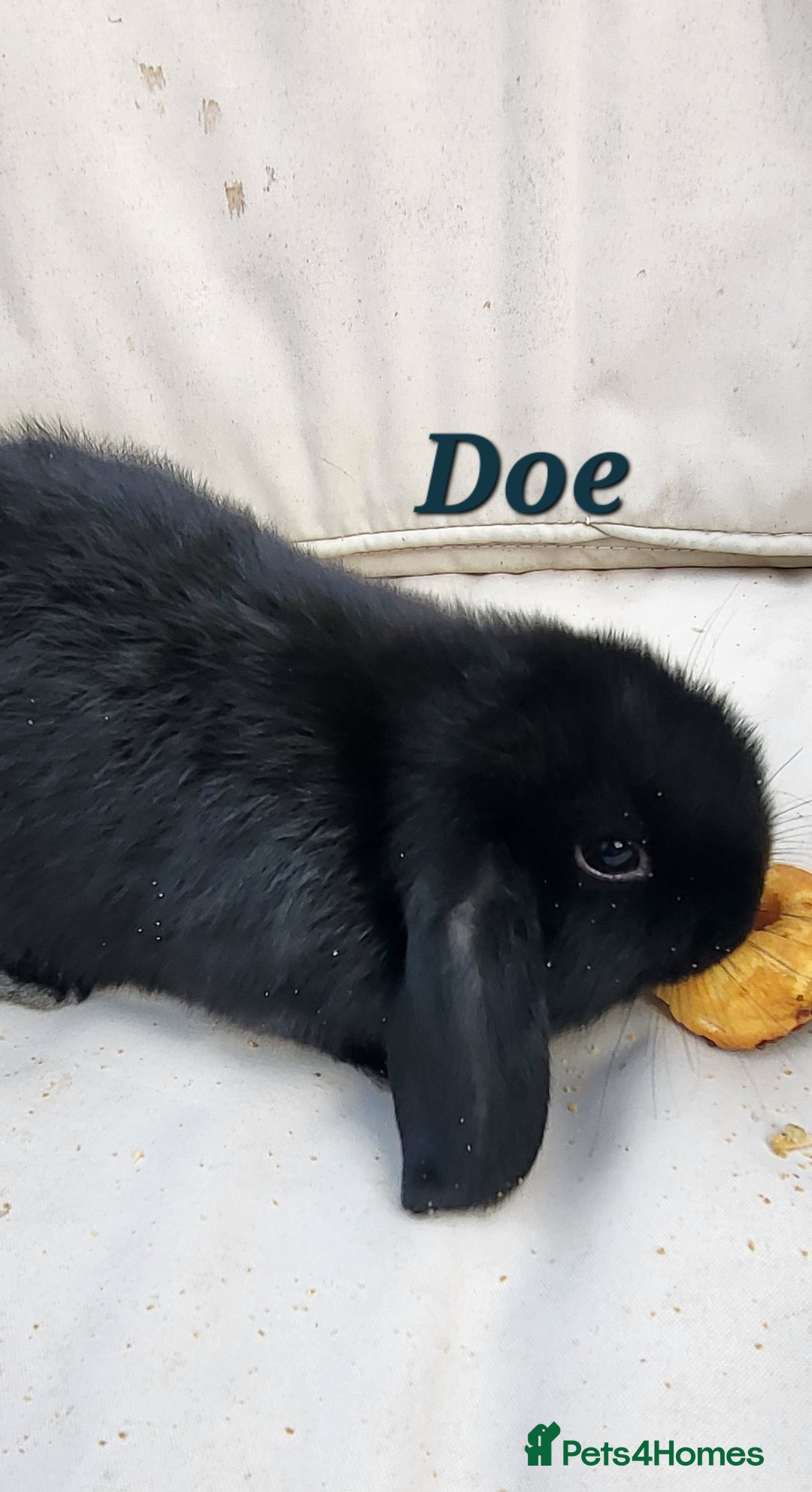 Mini Lop rabbits for sale:  Adorable Baby Rabbits Ready for Loving Homes  - Advert 2