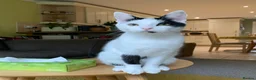 Mixed Breed cats for sale: Two Adorable Sister Kittens for Sale in Huddersfield - Advert 10