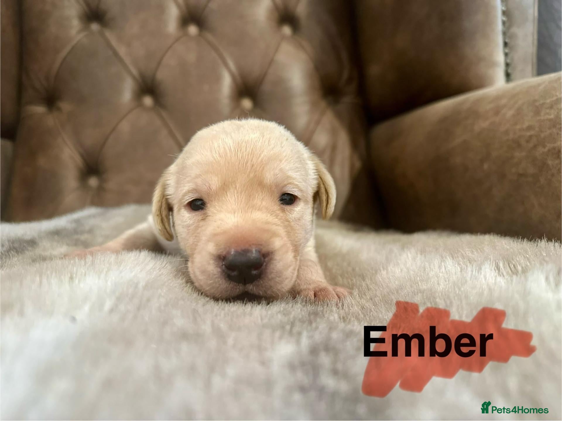 Labrador Retriever dogs FTCH CHAMPION🏆 KC HEALTH TESTED STAR STUDED PED⭐️ - Advert 2