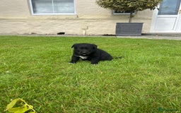 Borador dogs for sale: Borador Puppies  - Image 7