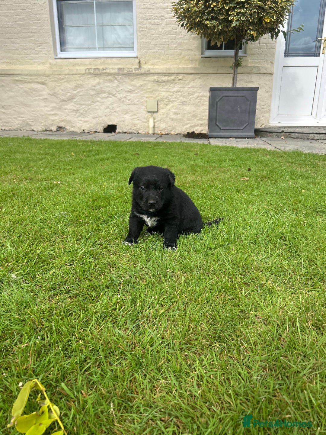 Borador dogs for sale: Borador Puppies  - Image 7