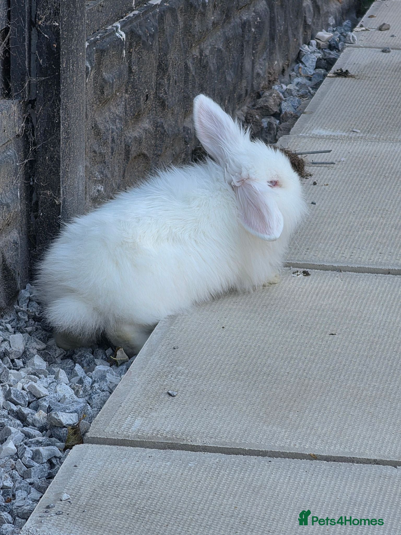 Mini Lion Lop rabbits Male lionlop - Advert 1