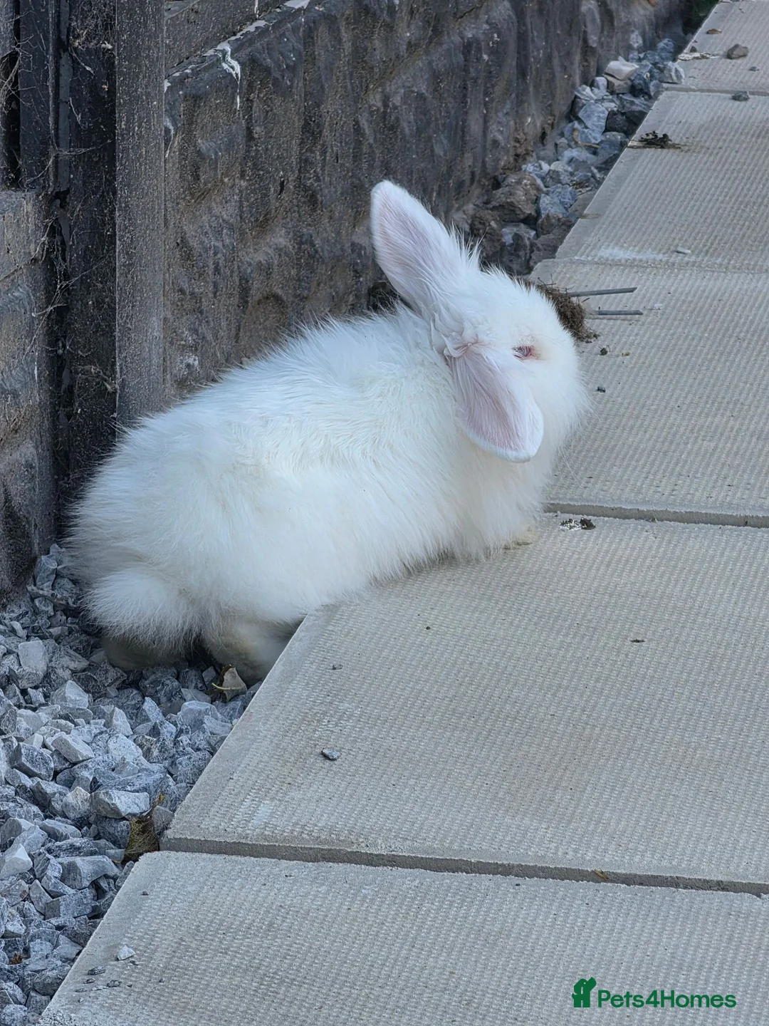 Mini Lion Lop rabbits for sale: Male lionlop in Stafford - Advert 1