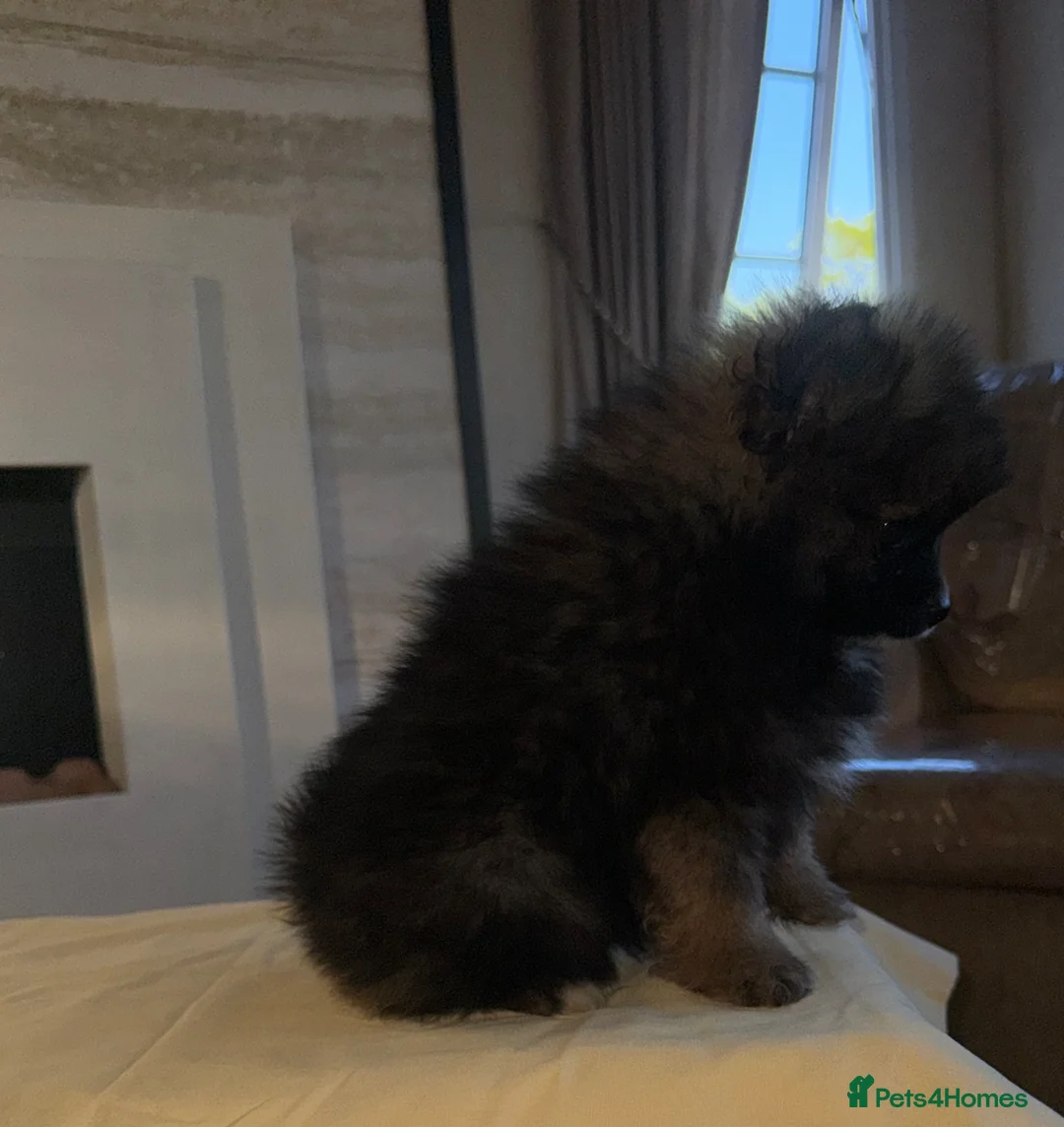 Pomeranian dogs for sale: Pomeranian in Widnes - Advert 14