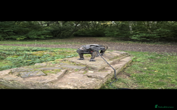 Cane Corso dogs for sale: Cane corsa  - Image 4