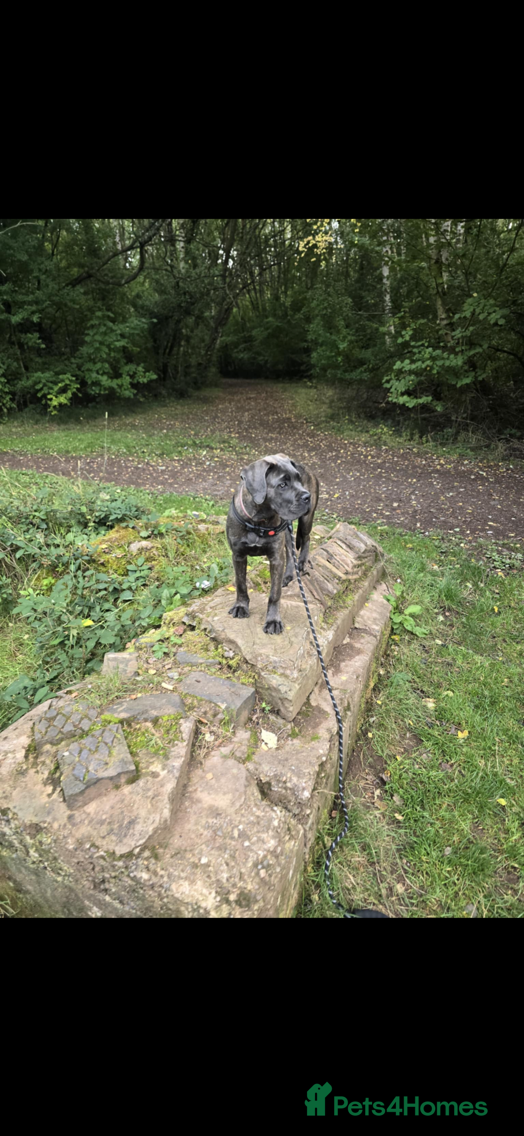 Cane Corso dogs for sale: Cane corsa  - Image 4