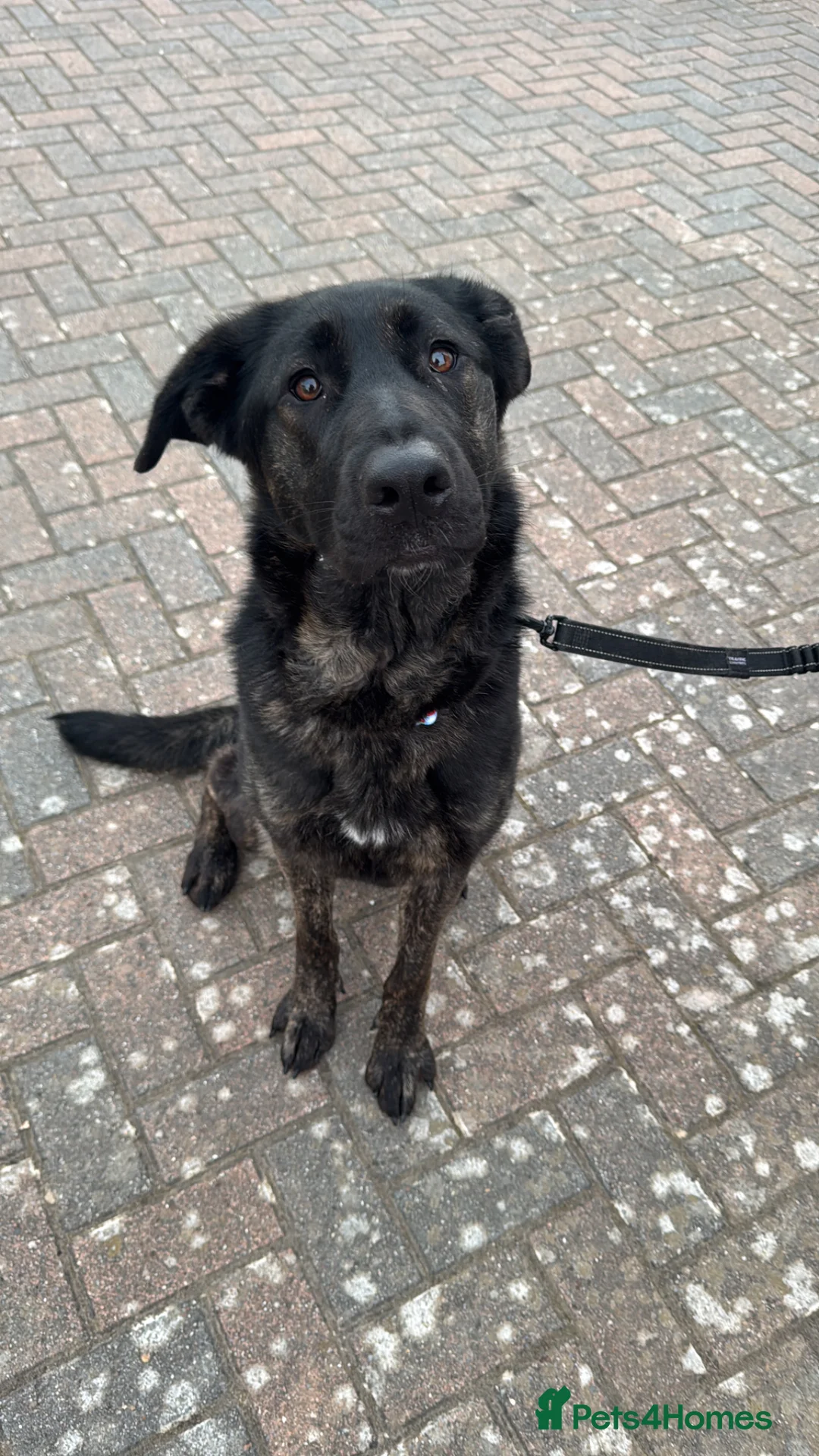 Mixed Breed dogs for sale: Young loving German shepherd x cane corso - Advert 2