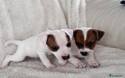 Jack Russell dogs for sale: Smooth coated tan and white jack russels  - Image 7