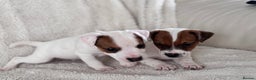 Jack Russell dogs for sale: Smooth coated tan and white jack russels  - Advert 7